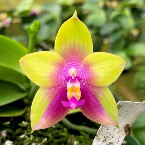 Phalaenopsis Select 21
