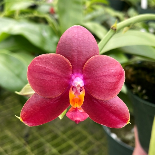 Phalaenopsis Select 23