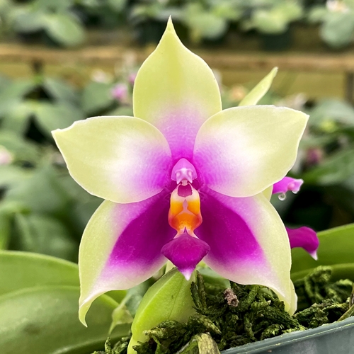 Phalaenopsis Select 24