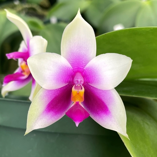 Phalaenopsis Select 26