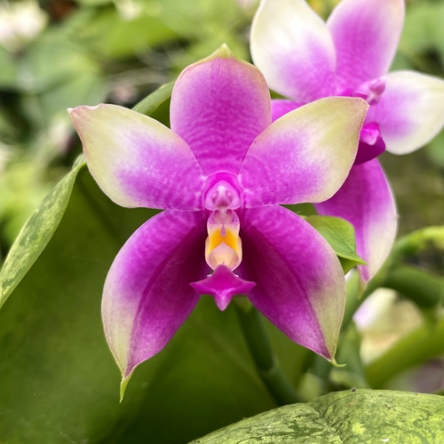 Phalaenopsis Select 27