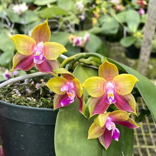 Phalaenopsis Select 29