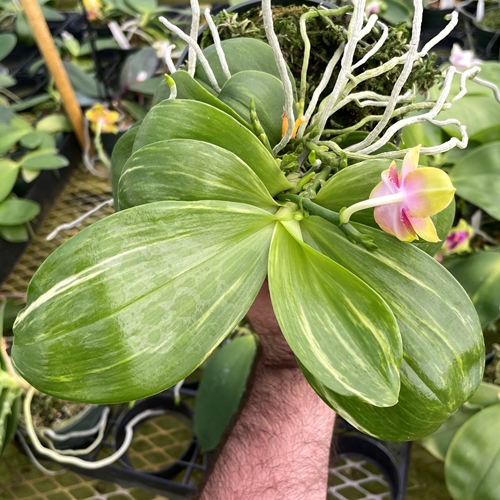 Phalaenopsis Select 30