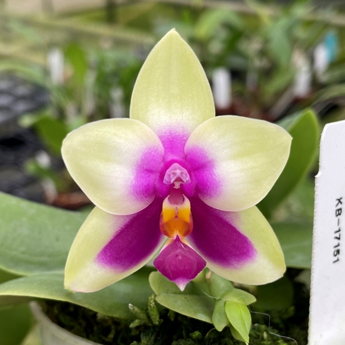 Phalaenopsis Select 31