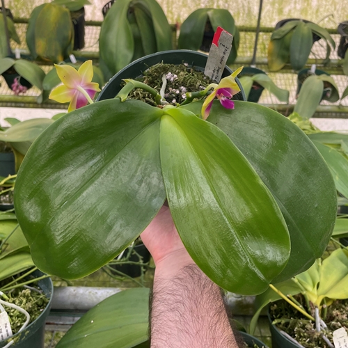 Phalaenopsis Select 32