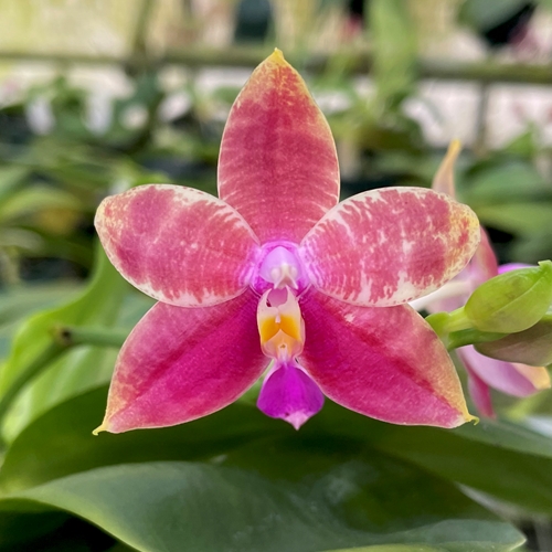 Phalaenopsis Select 34