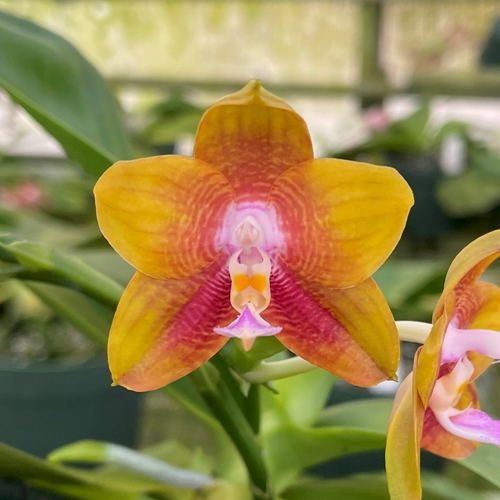 Phalaenopsis Select 36