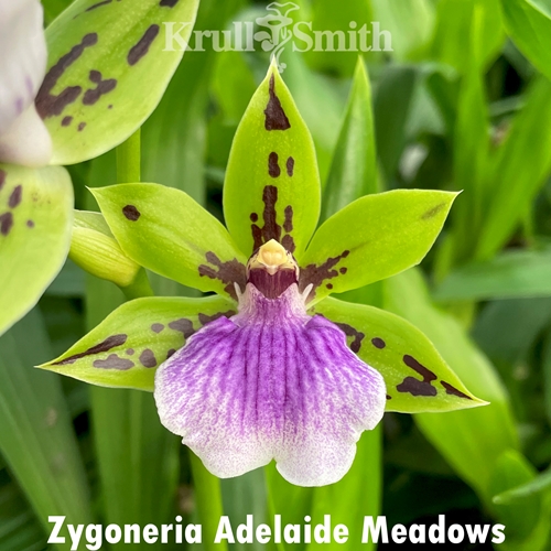 Zygoneria Adelaide Meadows