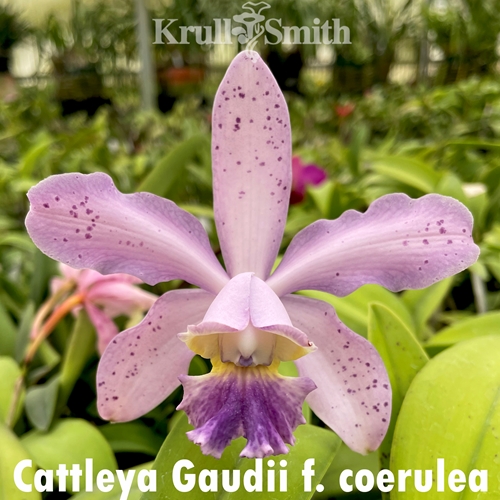Cattleya Gaudii f. coerulea