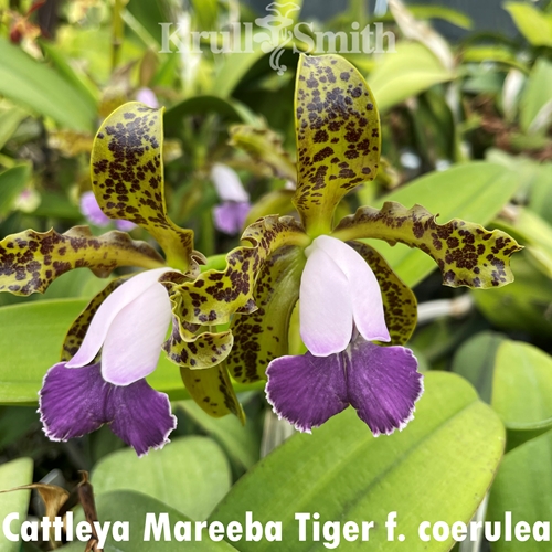 Cattleya Mareeba Tiger f. coerulea
