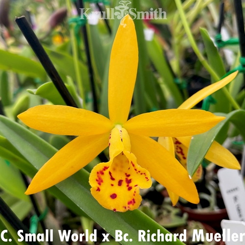 Cattleya Small World x Bc. Richard Mueller