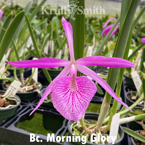 Bc. Morning Glory