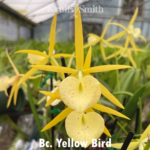 Bc. Yellow Bird