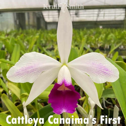 Cattleya Canaima's First - Colchicine Treated