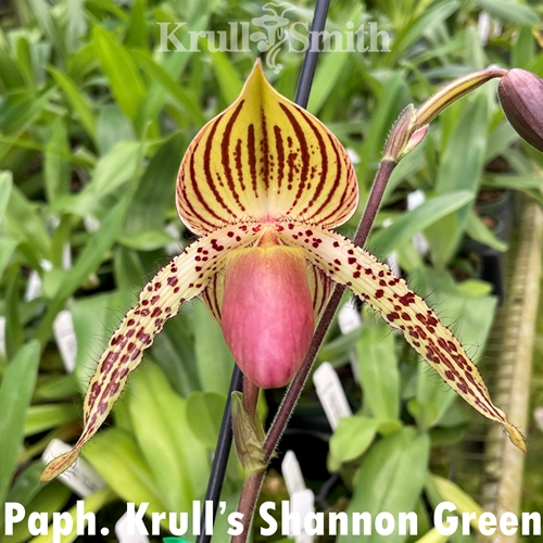 Paphiopedilum Krull's Shannon Green Parent 1