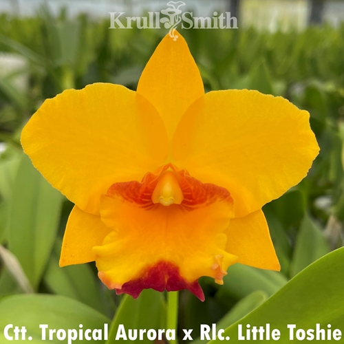 Ctt. Tropical Aurora x Rlc. Little Toshie