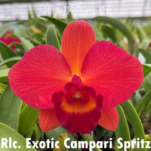 Rlc. Exotic Campari Spritz