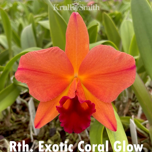 Rth. Exotic Coral Glow