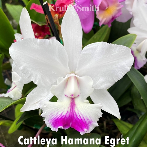 Cattleya Hamana Egret