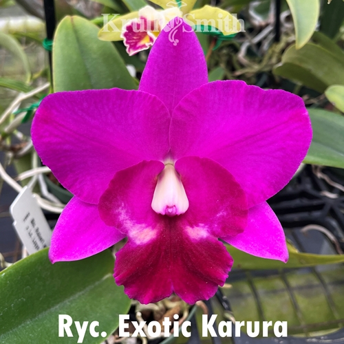 Ryc. Exotic Karura