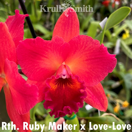 Rth. Ruby Maker x Love-Love