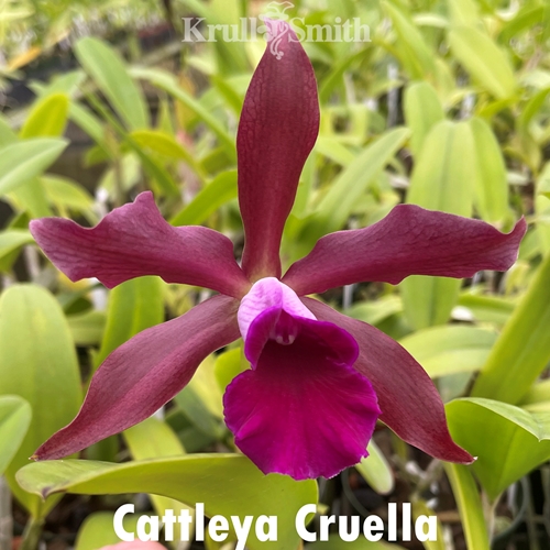 Cattleya Cruella - Colchicine Treated