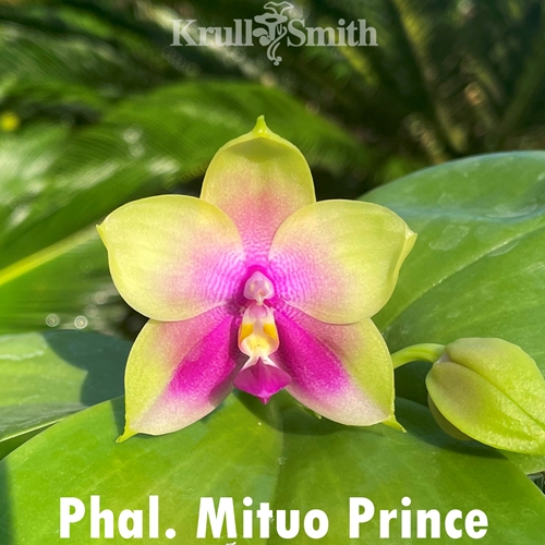 Phalaenopsis Mituo Prince