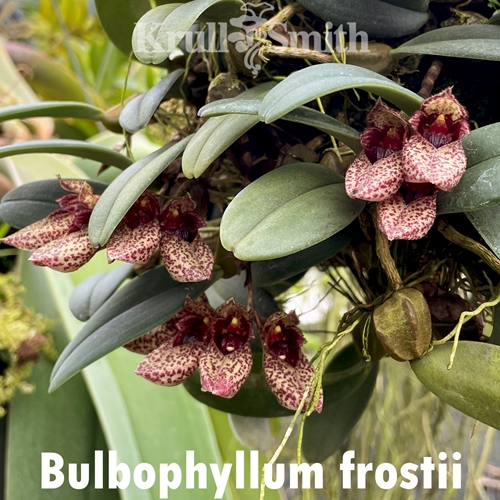 Bulbophyllum frostii - Colchicine Treated