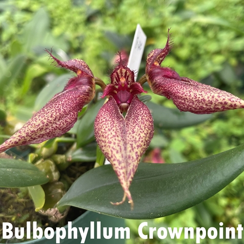 Bulbophyllum Crownpoint