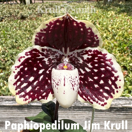 Paphiopedilum Jim Krull Parent 1