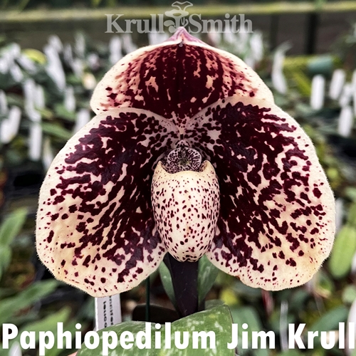 Paphiopedilum Jim Krull