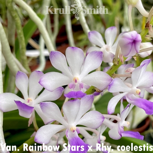 Van. Rainbow Stars x Rhy. coelestis