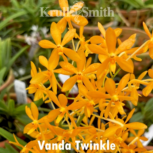 Vanda Twinkle