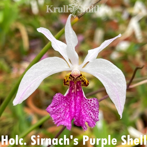 Holcoglossum Sirnach's Purple Shell