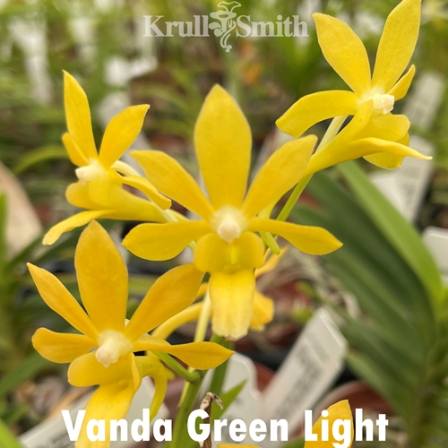 Vanda Green Light