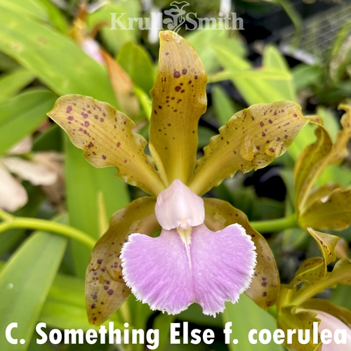 Cattleya Something Else f. coerulea