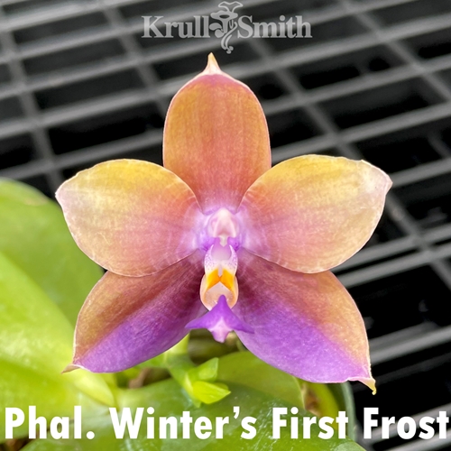 Phalaenopsis Winter's First Frost