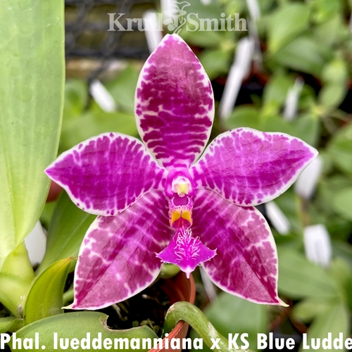 Phalaenopsis lueddemanniana x KS Blue Ludde