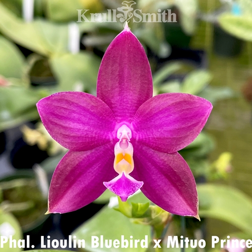 Phalaenopsis Lioulin Bluebird x Mituo Prince