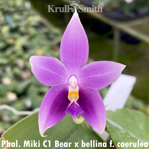 Phalaenopsis Miki C1 Bear x bellina f. coerulea