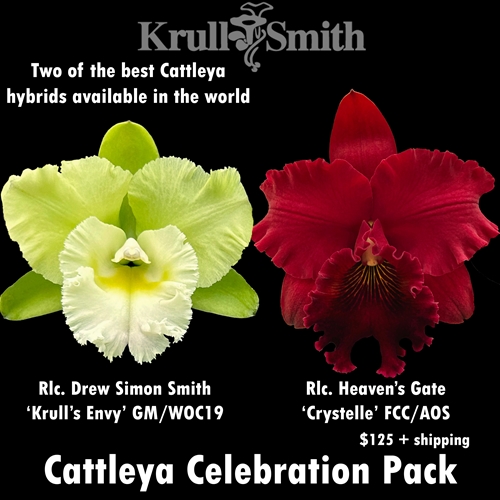 *Cattleya Celebration Pack*