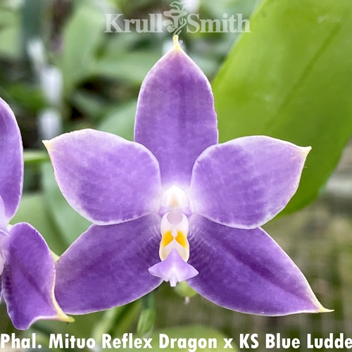 Phalaenopsis Mituo Reflex Dragon x KS Blue Ludde