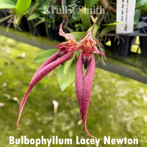 Bulbophyllum Lacey Newton