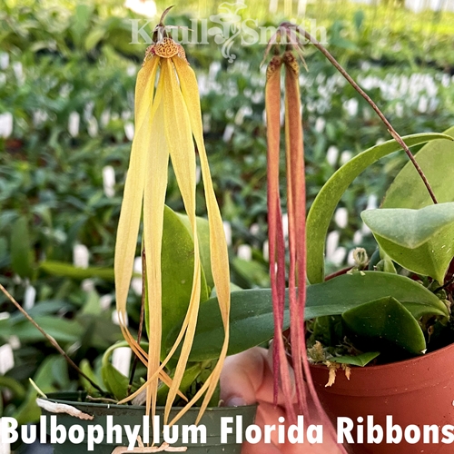 Bulbophyllum Florida Ribbons