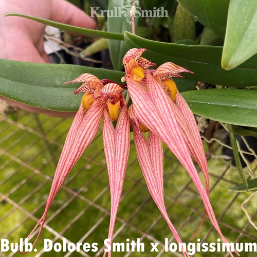 Bulbophyllum Dolores Smith x longissimum