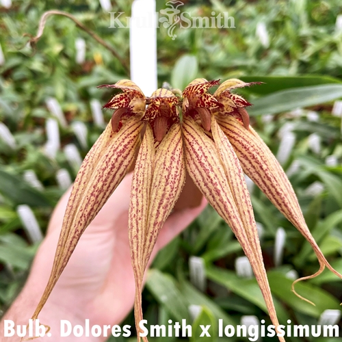 Bulbophyllum Dolores Smith x longissimum