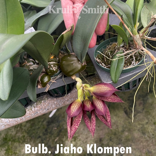 ガルム　ほぼフルオプ Bulbophyllum Jiaho Klompen