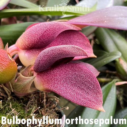 Bulbophyllum orthosepalum