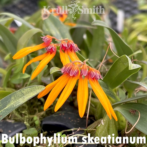 Bulbophyllum skeatianum