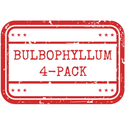 *Bulbophyllum Budding 4-Pack*